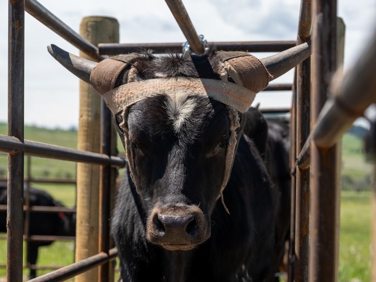 Bull looking through Ranchcore panel rails