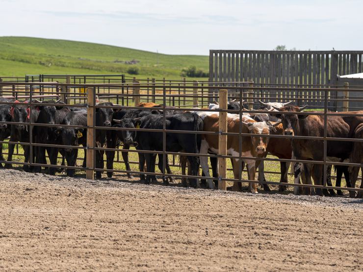 Cattle lined up along Ranchcore panel pens