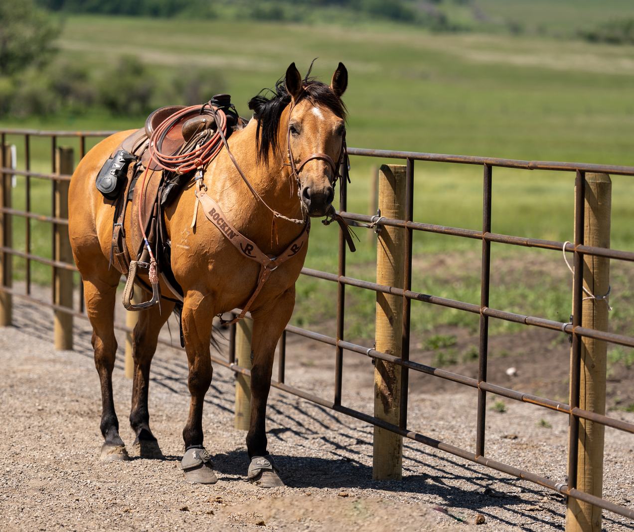 Horse standing in a laneway between Ranchcore panel fence runs